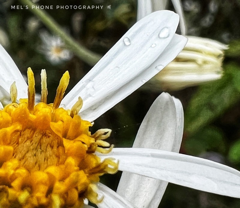 Olearia gravis photo 5