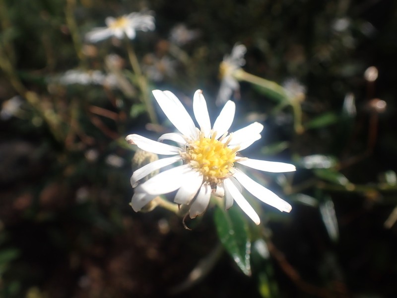 Olearia gravis photo 6