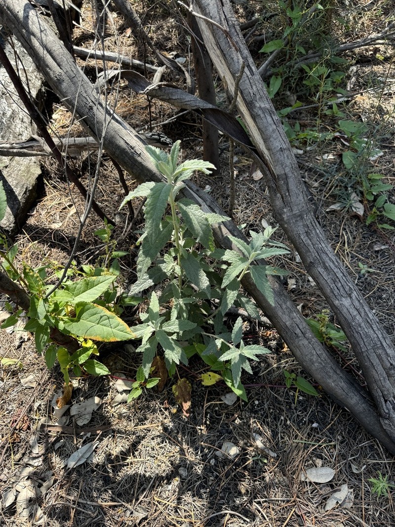 Olearia gravis photo 7