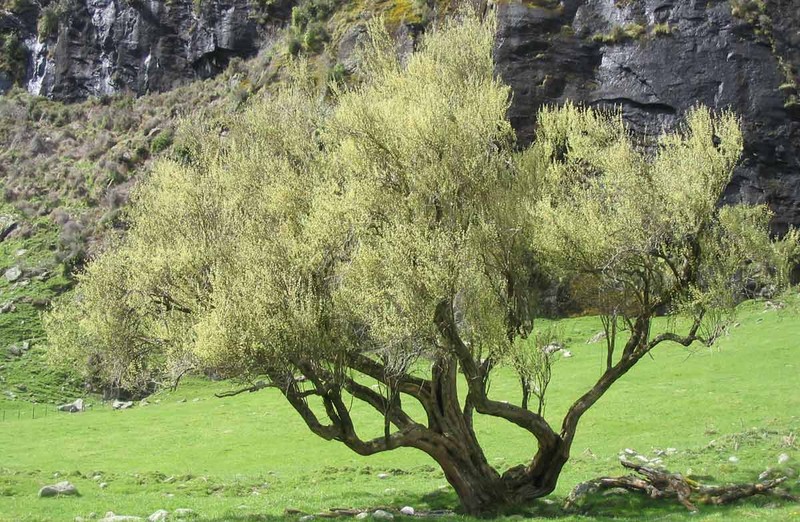 Olearia hectorii