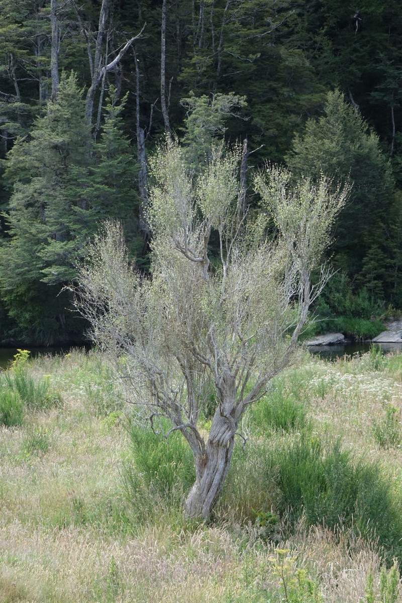 Olearia hectorii photo 3