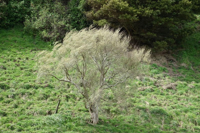 Olearia hectorii photo 4