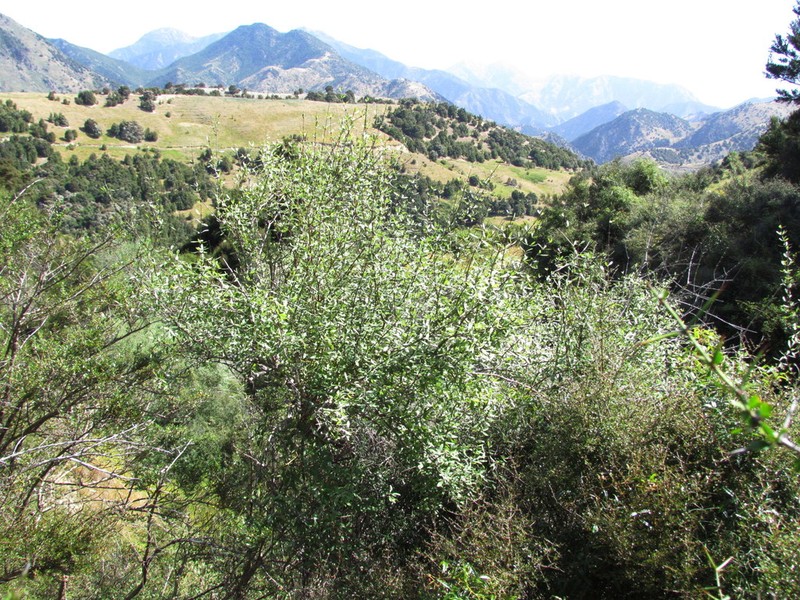 Olearia hectorii photo 5