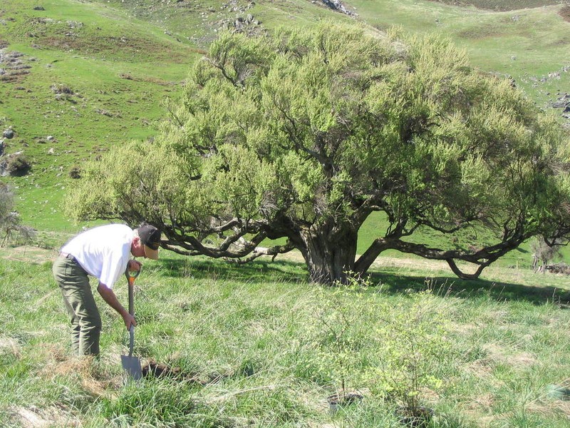 Olearia hectorii photo 6