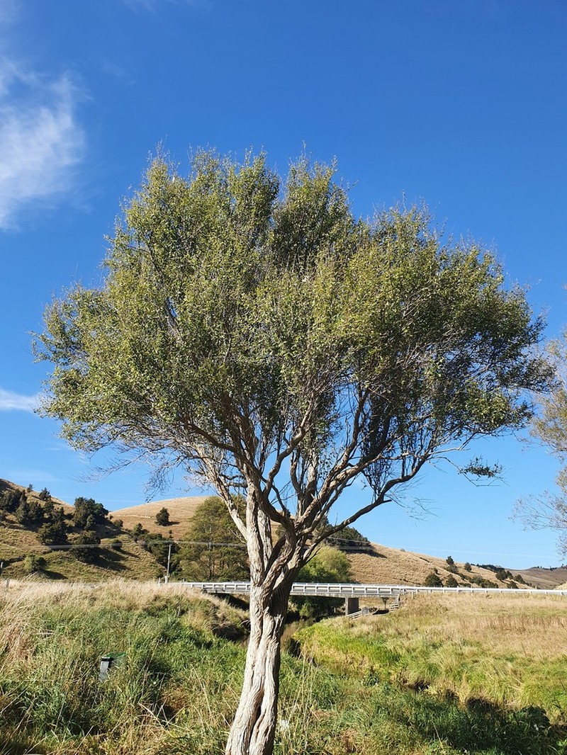 Olearia hectorii photo 7