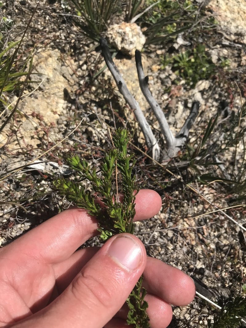 Olearia heloderma