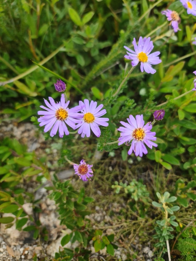 Olearia heloderma photo 2