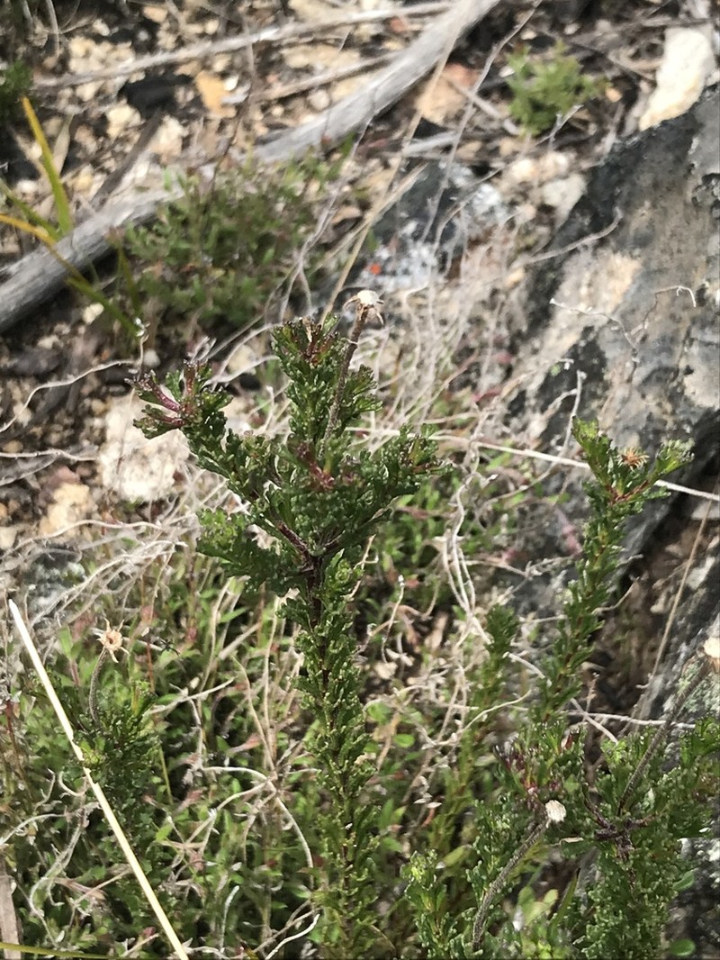 Olearia heloderma photo 3