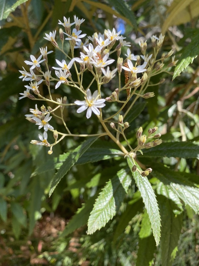 Olearia heterocarpa photo 2