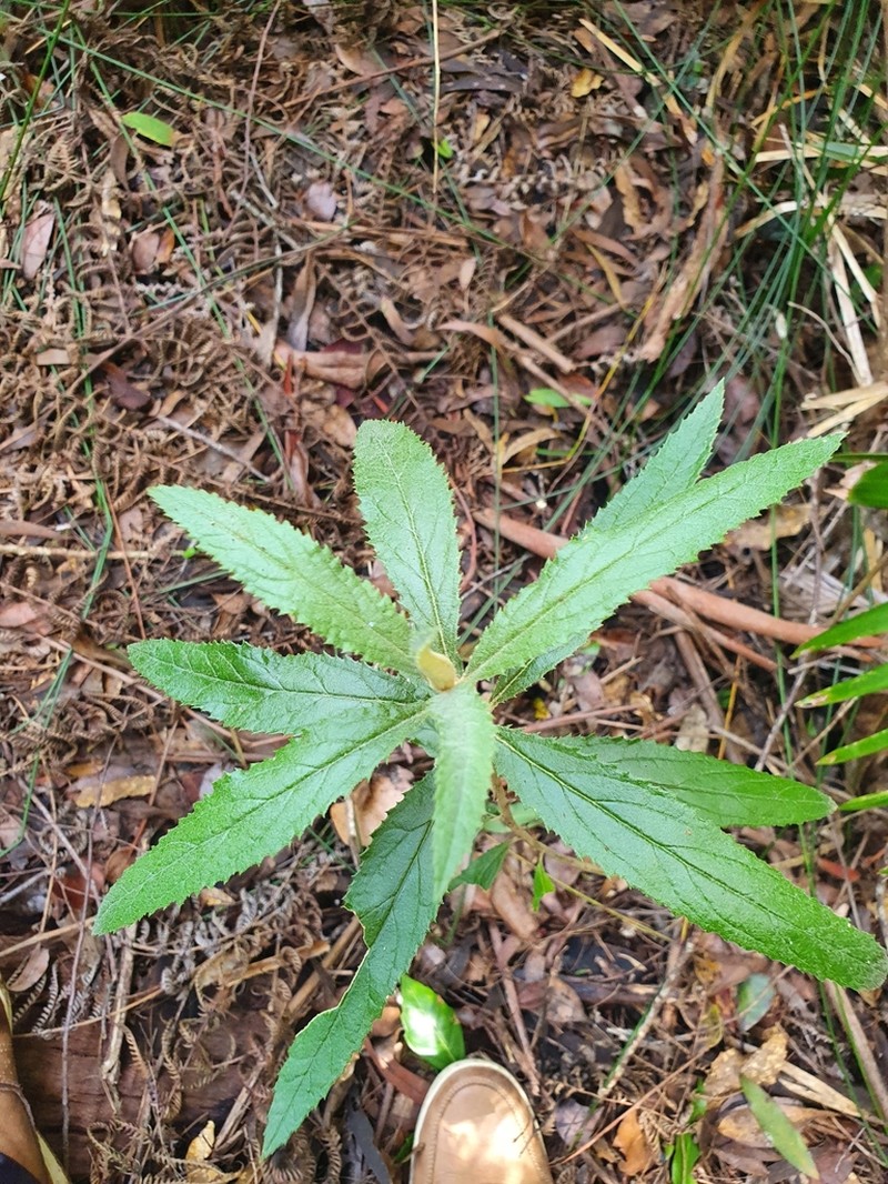 Olearia heterocarpa photo 3