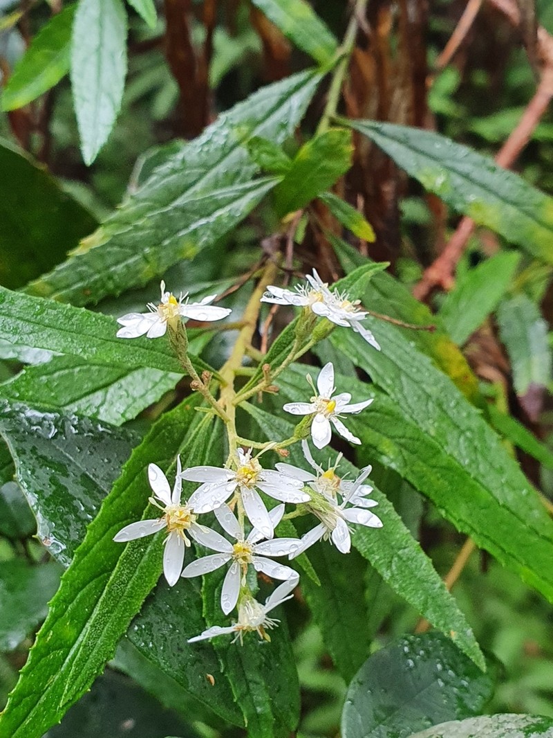 Olearia heterocarpa photo 4