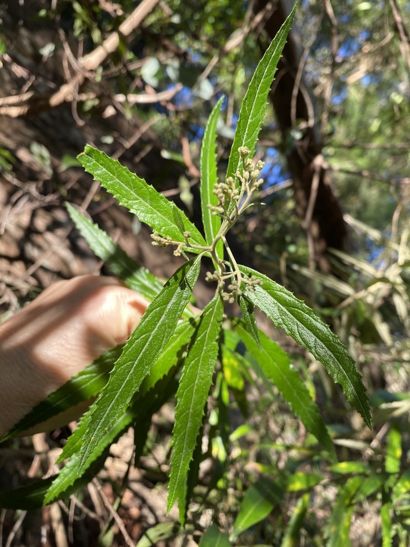 Olearia heterocarpa photo 5