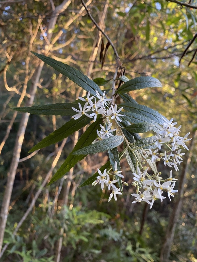 Olearia heterocarpa photo 6