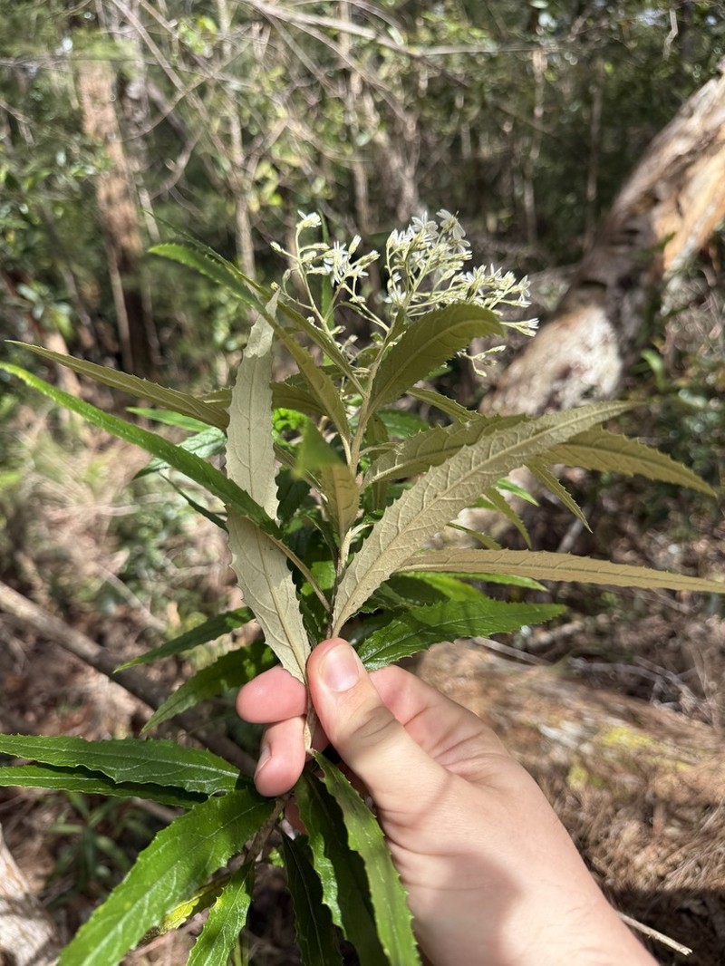 Olearia heterocarpa photo 7