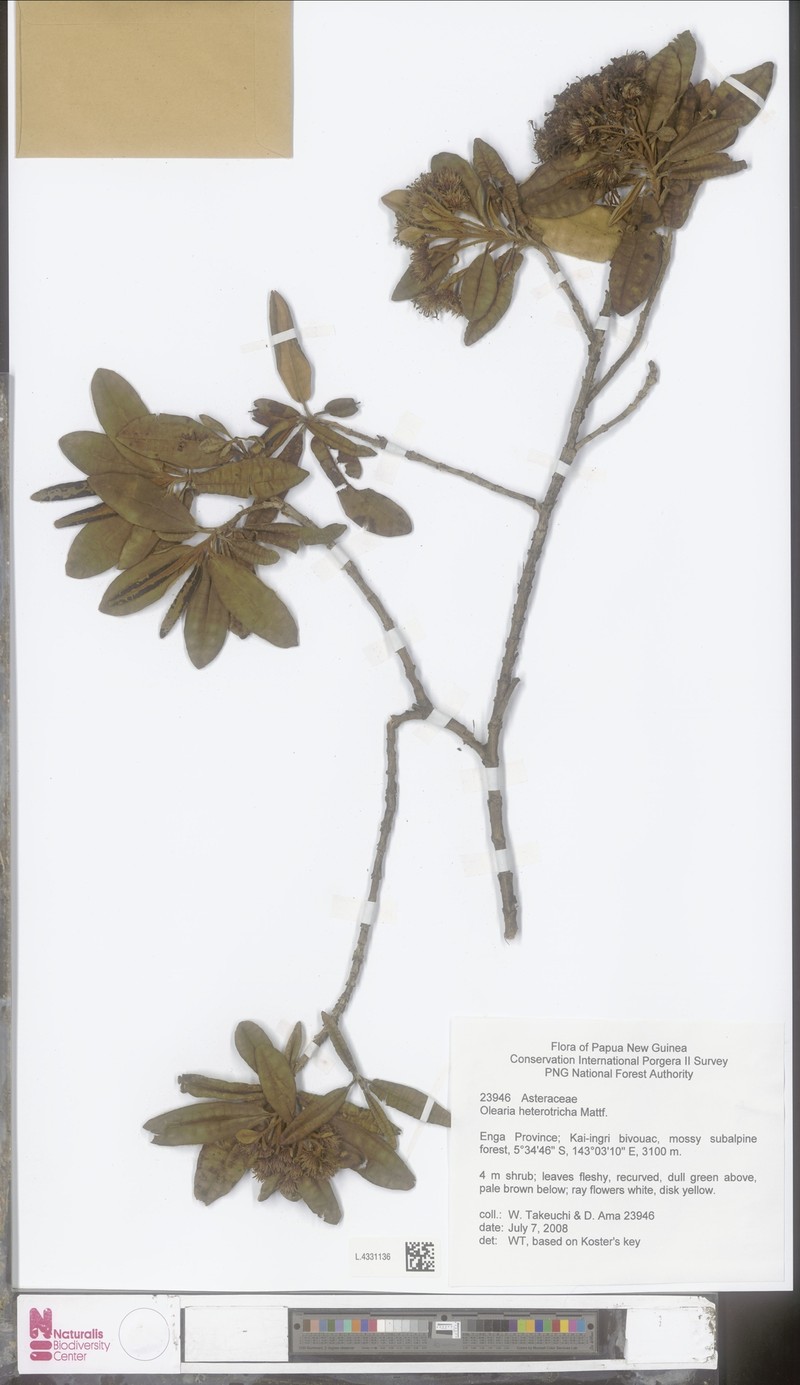 Olearia heterotricha