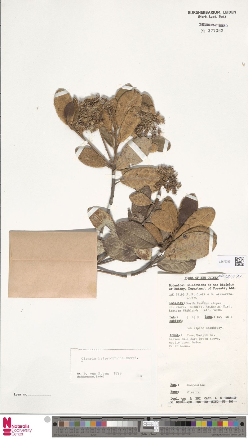 Olearia heterotricha photo 2