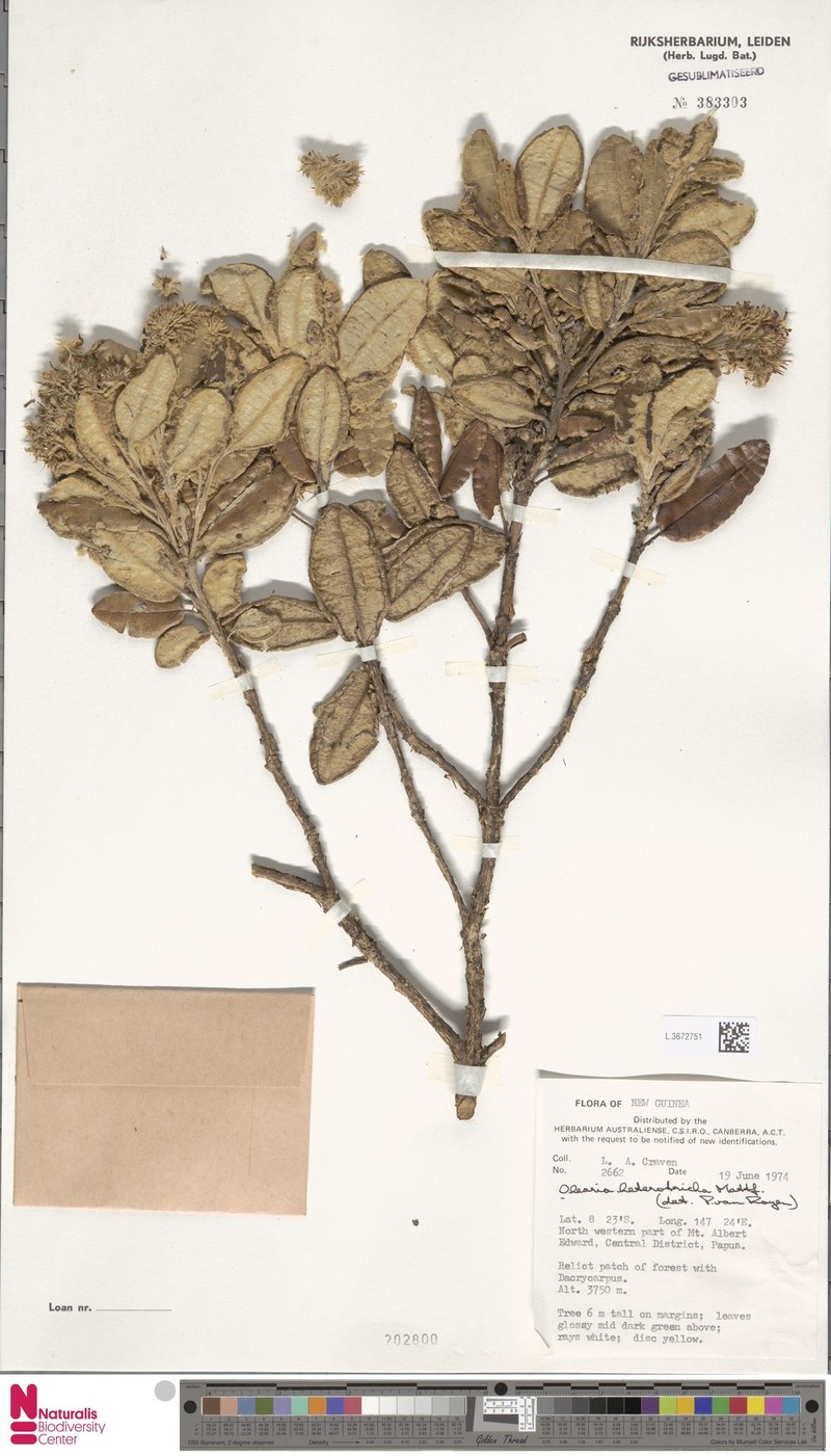Olearia heterotricha photo 3