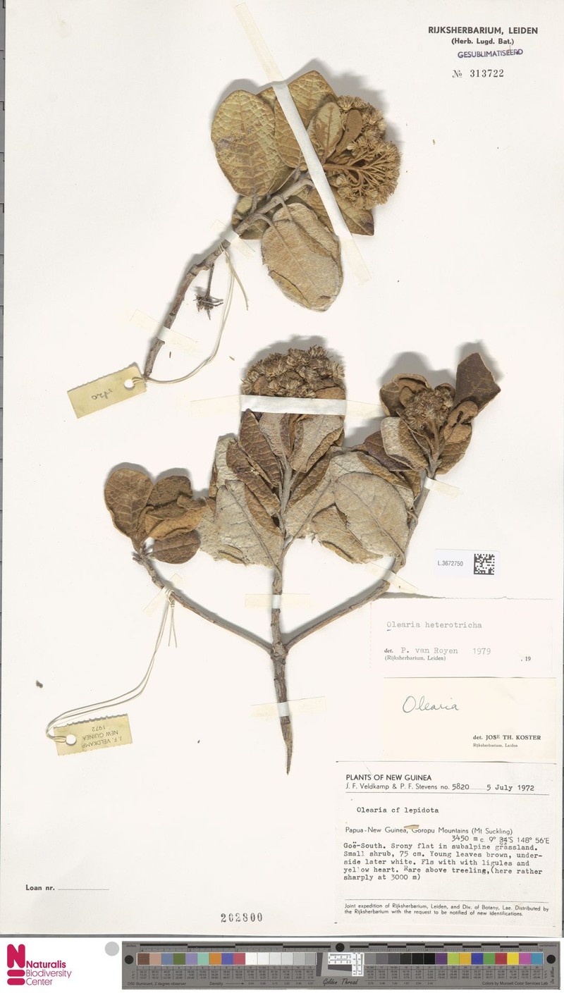 Olearia heterotricha photo 4