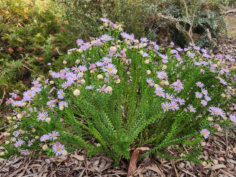 Olearia homolepis photo 2