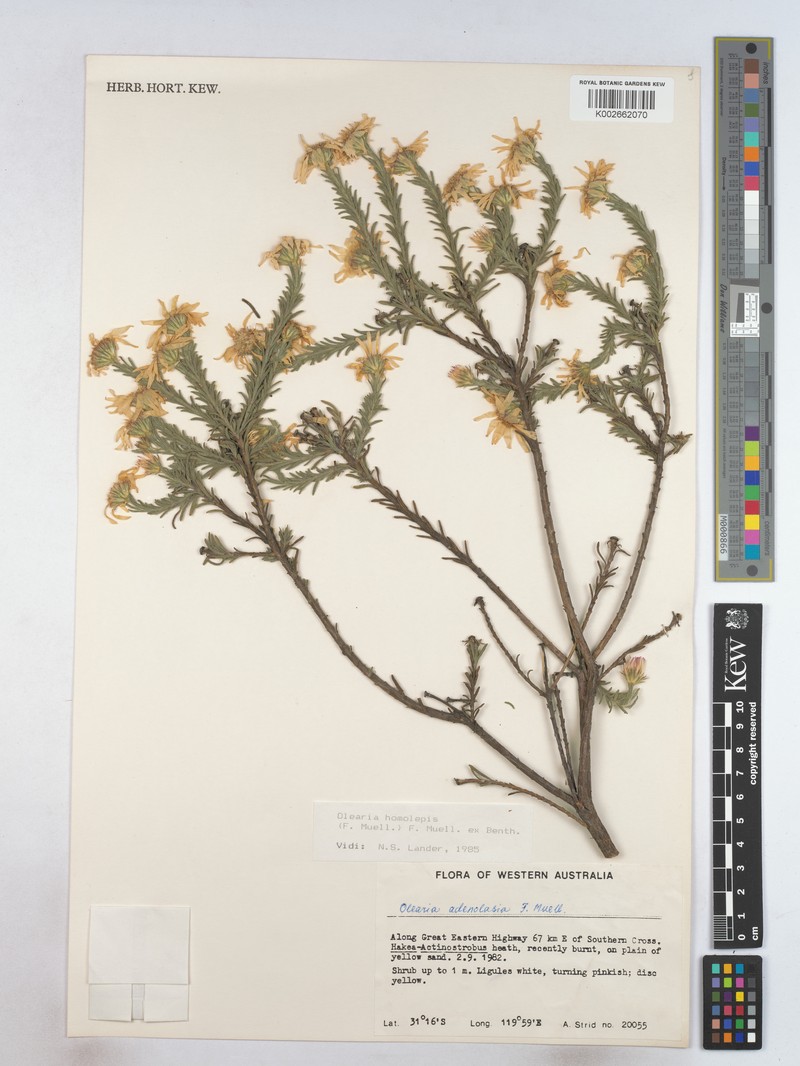 Olearia homolepis photo 3