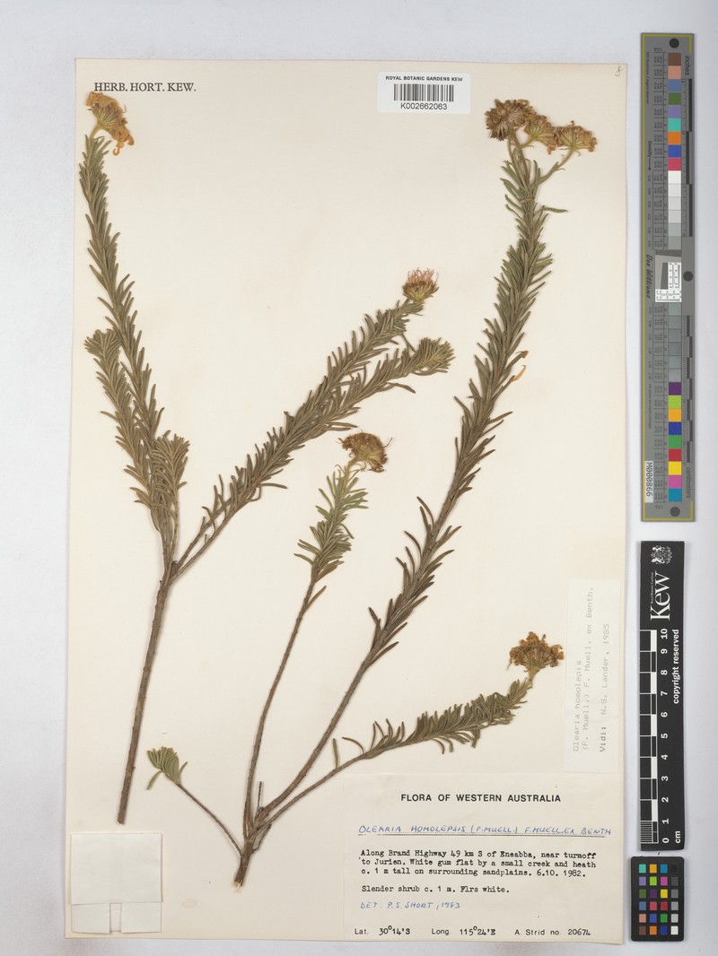 Olearia homolepis photo 4