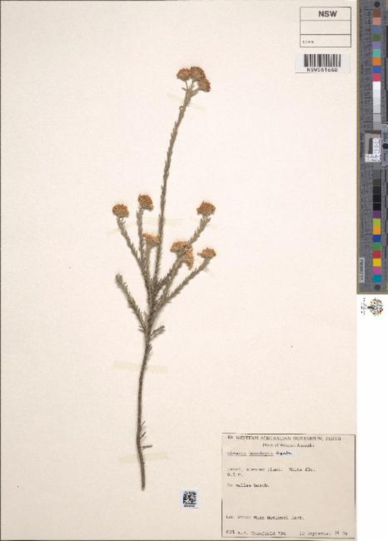Olearia homolepis photo 5