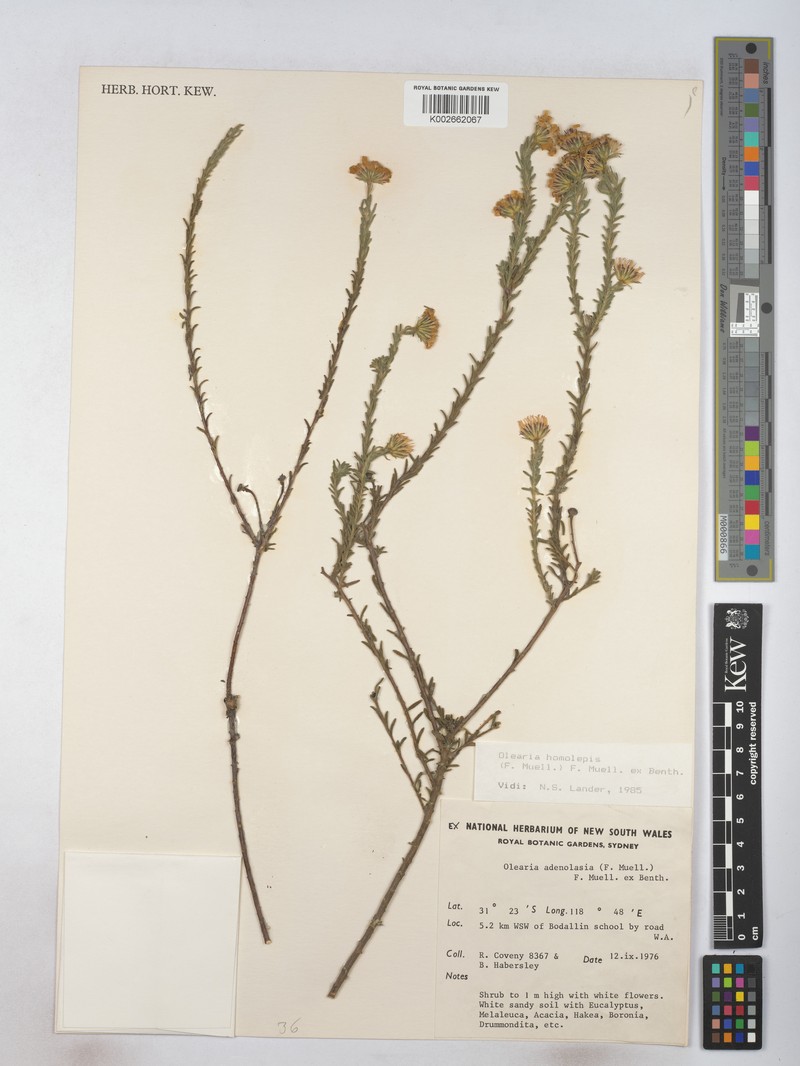 Olearia homolepis photo 6