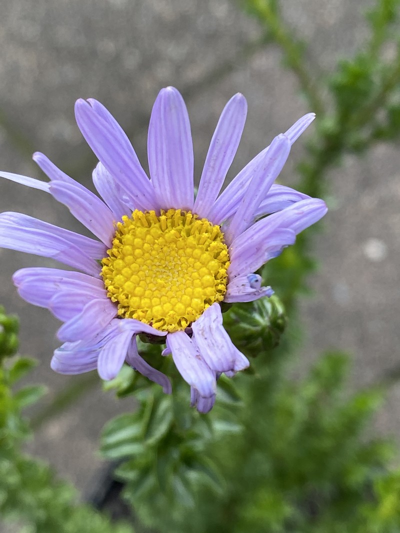 Olearia homolepis