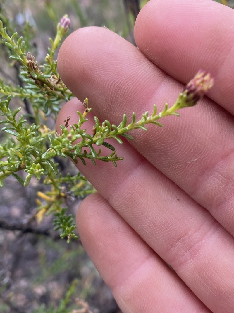 Olearia hookeri