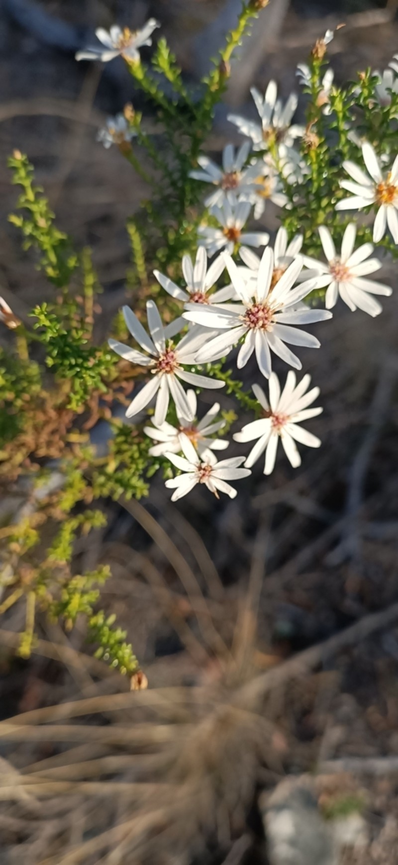 Olearia hookeri photo 2