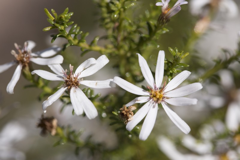 Olearia hookeri photo 5