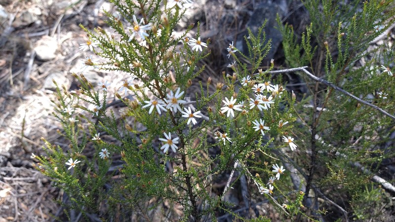 Olearia hookeri photo 6