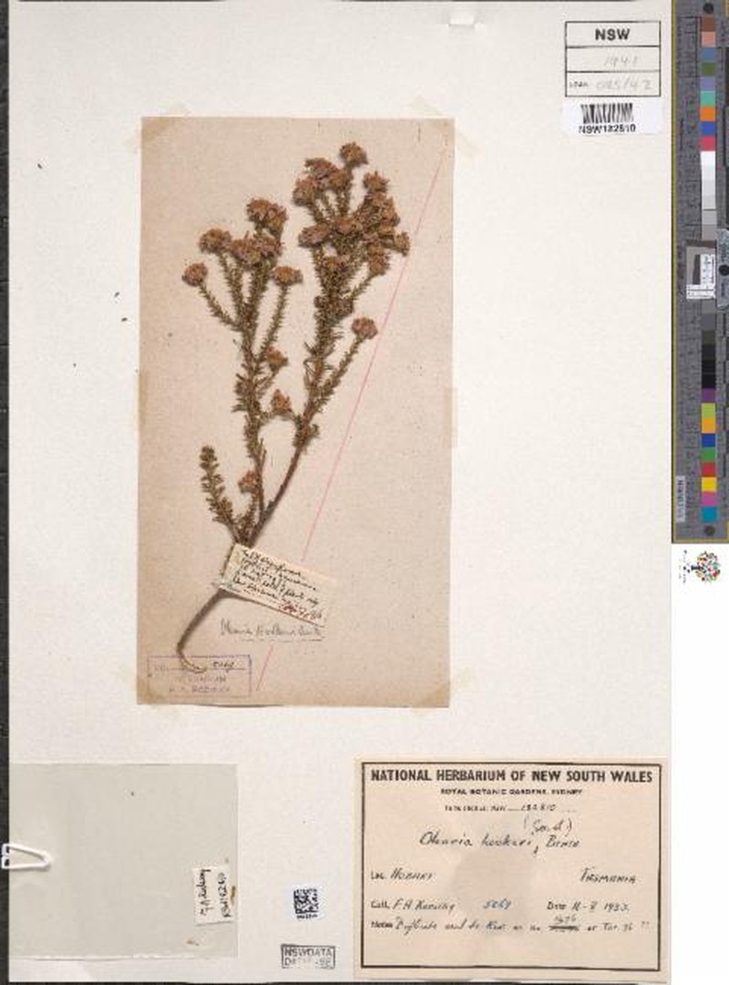 Olearia hookeri photo 7