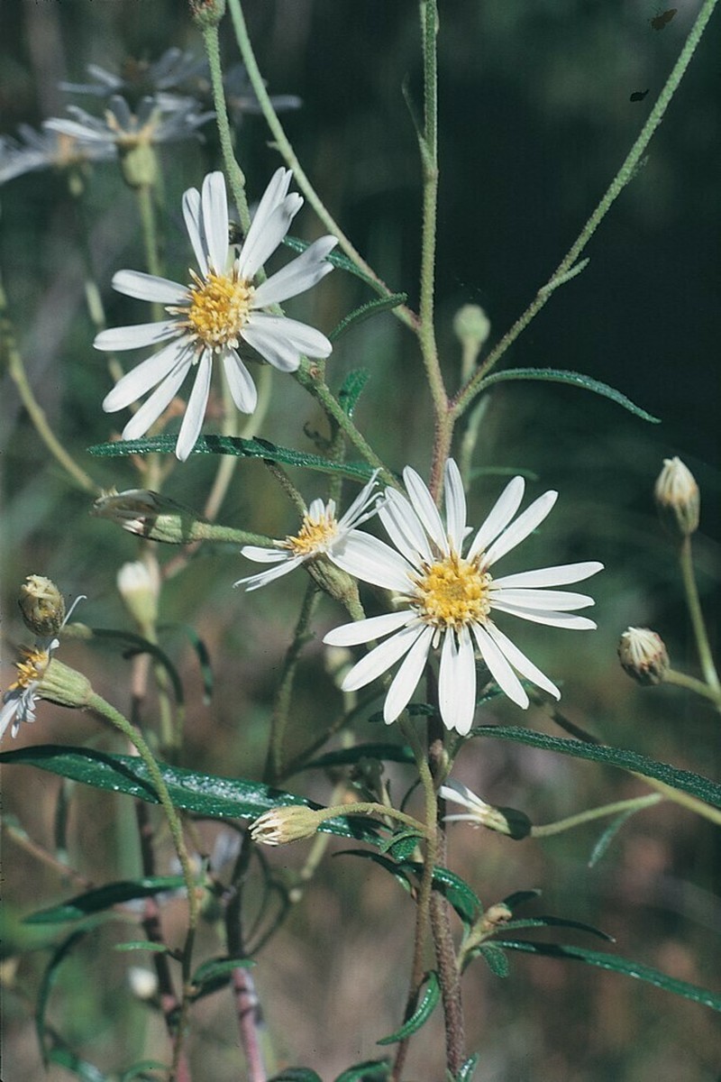 Olearia hygrophila photo 2
