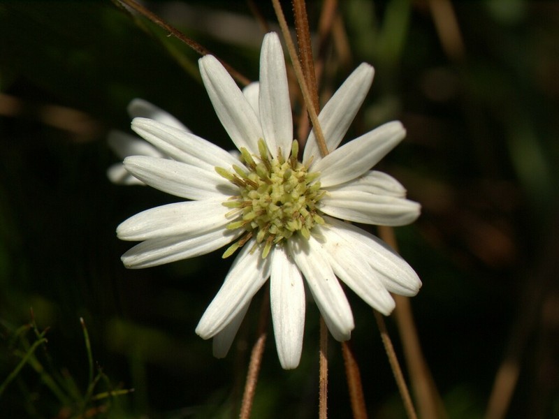 Olearia hygrophila photo 3