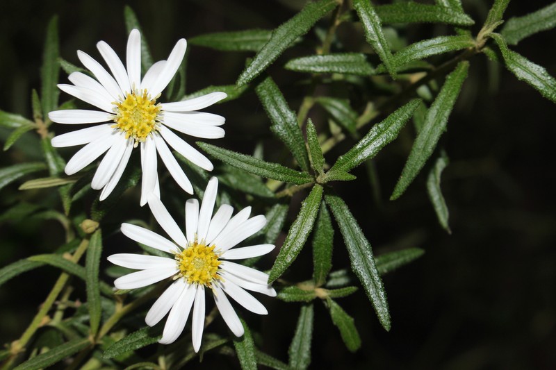 Olearia hygrophila photo 4