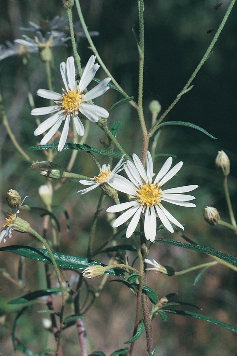 Olearia hygrophila photo 5
