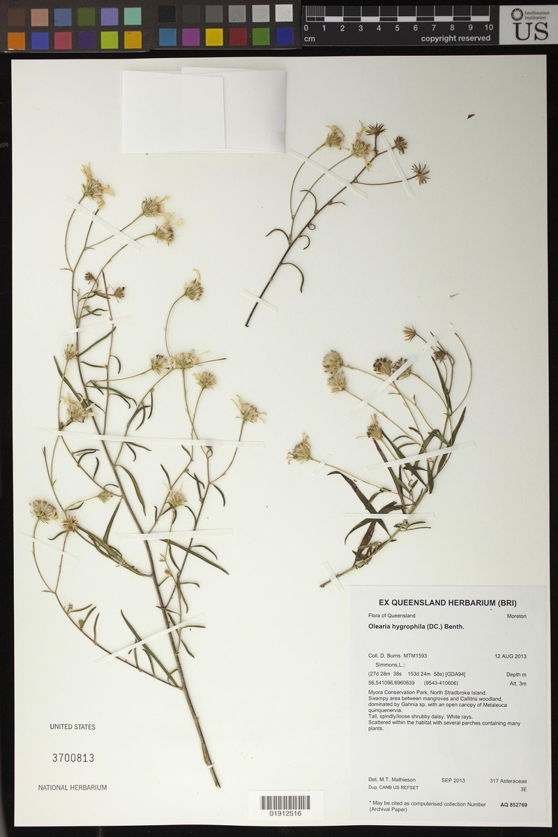 Olearia hygrophila photo 6