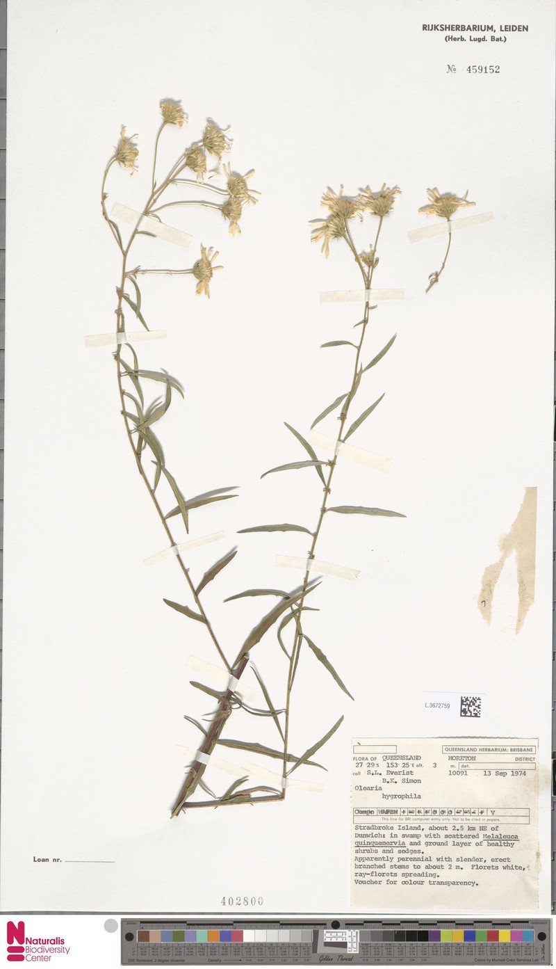 Olearia hygrophila photo 7