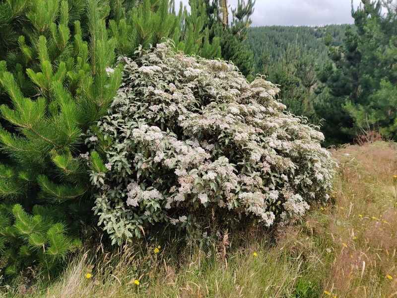Olearia ilicifolia photo 2