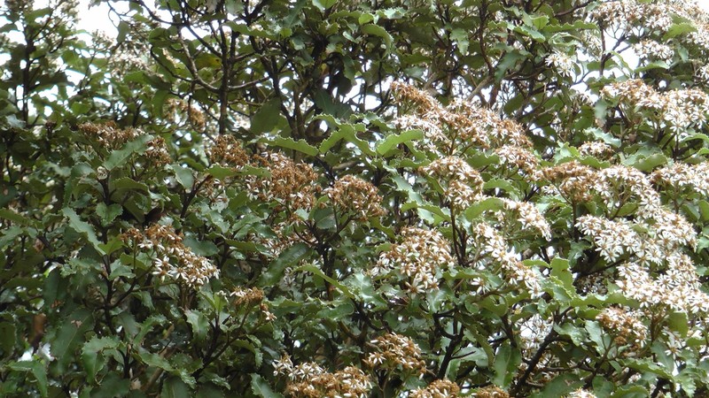 Olearia ilicifolia photo 3
