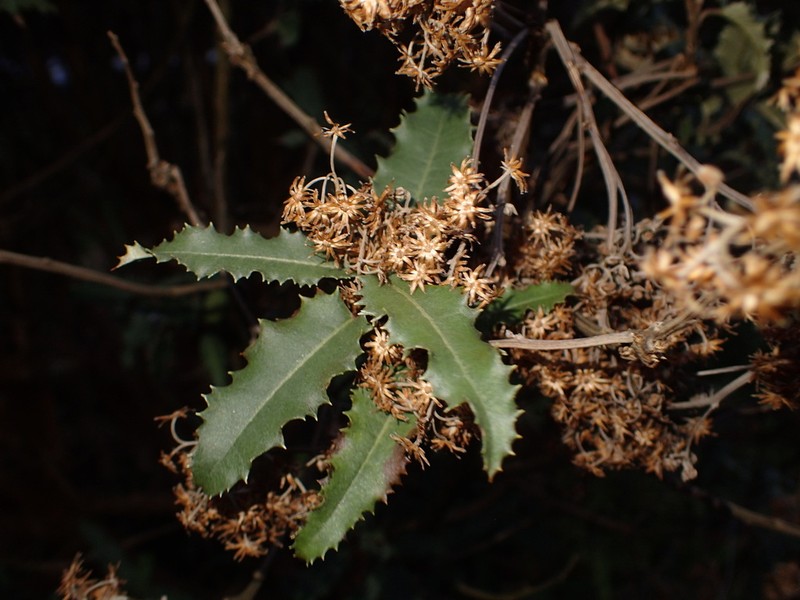 Olearia ilicifolia photo 4