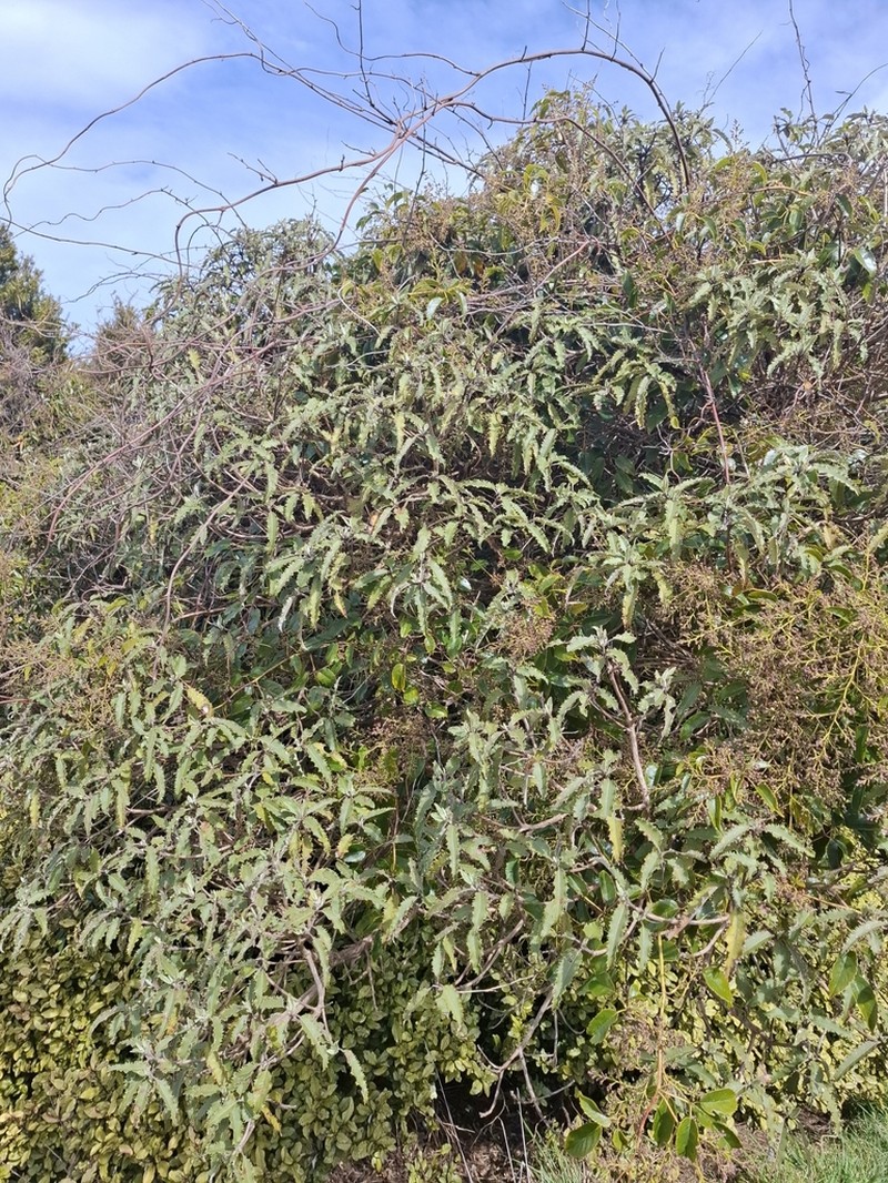 Olearia ilicifolia photo 5