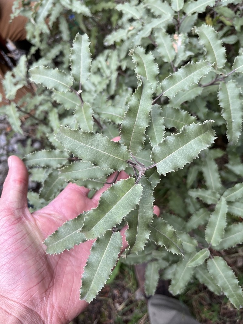 Olearia ilicifolia photo 6