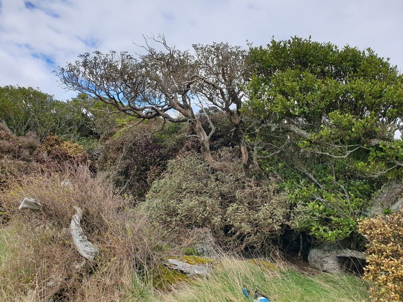 Olearia ilicifolia photo 7