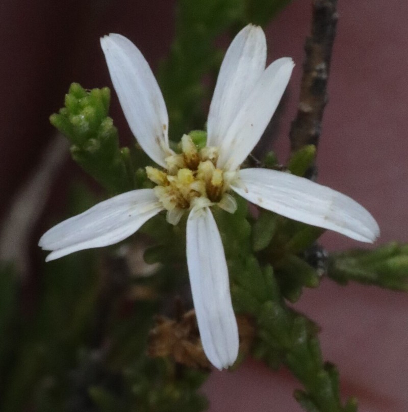 Olearia imbricata