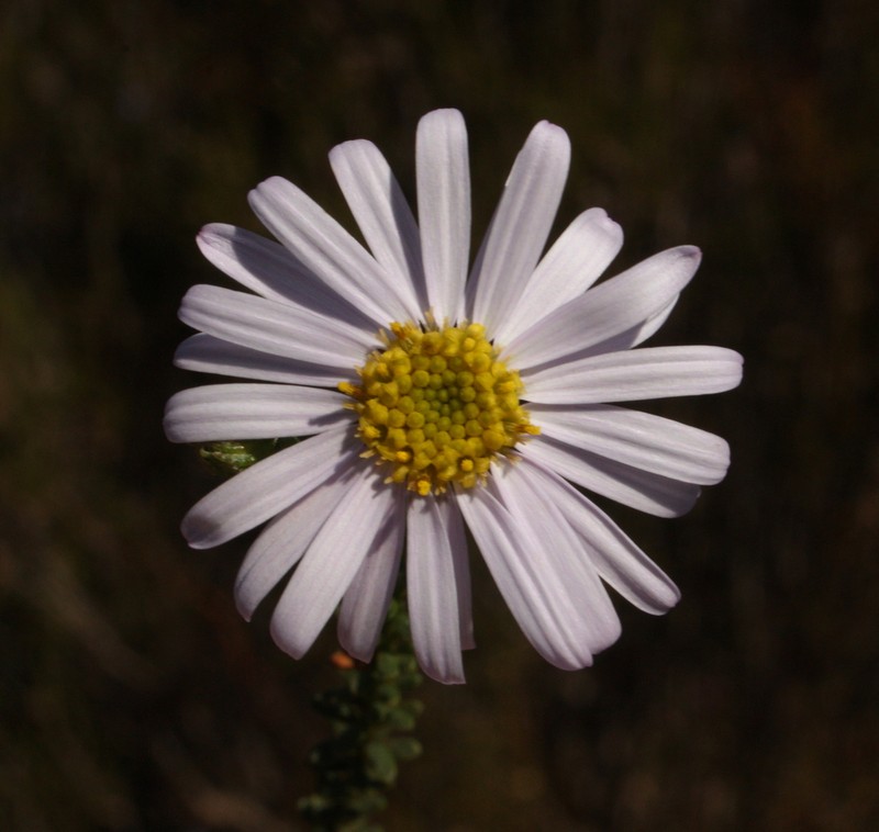 Olearia imbricata photo 2