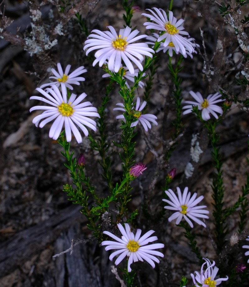 Olearia imbricata photo 3