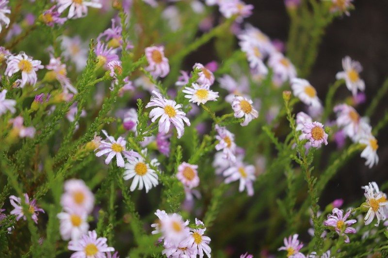 Olearia imbricata photo 4