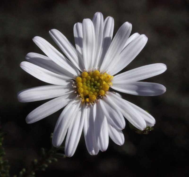 Olearia imbricata photo 5